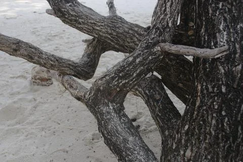Close up texture of Tree Twigs Stock Photos