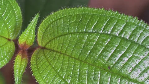Close Up Texture of Tropical Green Leaf with Fine Hairs After Rain Видео 334904434