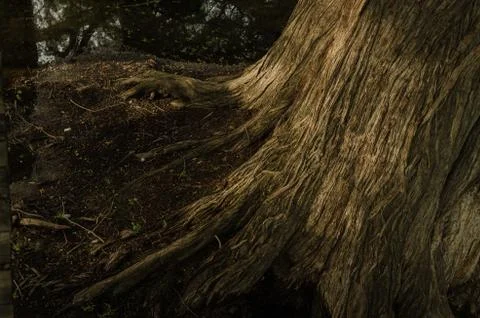 Close up of the texture of the trunk of a large tree, with the reflection of  Stock Photos