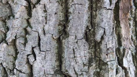 Close-up of the texture of the trunk of a old tree Stock Photos