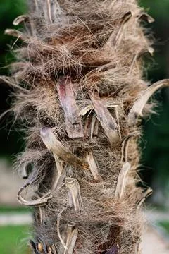 Close-up texture of the trunk of a palm tree with long fibers. Stock Photos