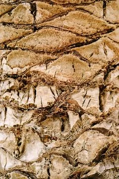 Close-up of the texture of the trunk of a palm tree. Background of slices of Stock Photos