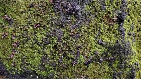 Close-up texture of vibrant green moss growing on dark, rough stone surface Stock Photos