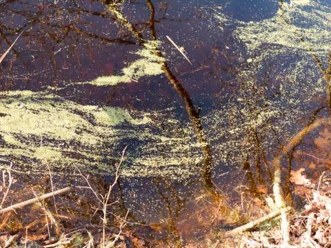 Close up texture of water surface algae stream reflected tree branches Stock Photos