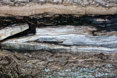 Close-up texture of weathered and decaying tree bark with intricate pattern.. Foto stock