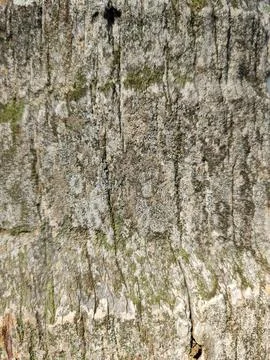 Close-up texture of weathered palm tree trunk bark with green moss Fotos de archivo