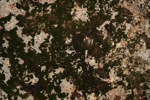 Close-up texture of a weathered rock surface covered 写真素材