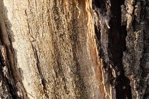 Close-up texture of weathered tree bark with deep grooves and natural pattern Stock Photos