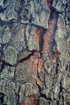 Close-up texture of weathered tree bark with natural cracks and moss in out.. Stock-Fotos