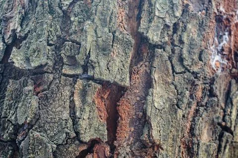 Close-up texture of weathered tree bark with natural cracks and moss in out.. Stock Photos