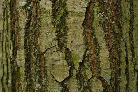 Close-up texture of weathered tree bark Stock Photos