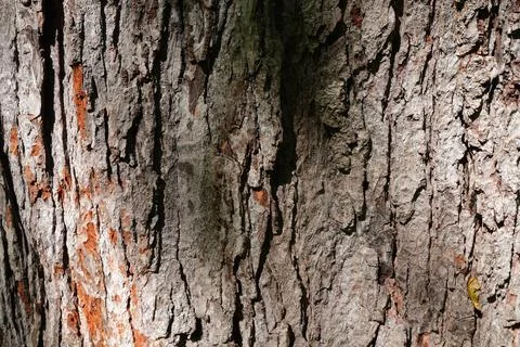 Close-up texture of weathered tree bark Stock-Fotos