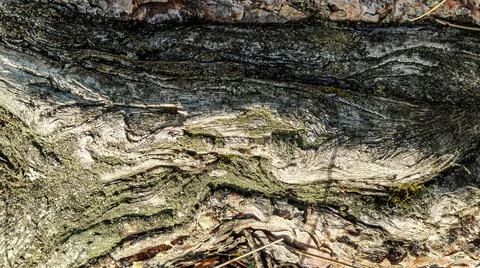Close-up texture of weathered tree bark with green moss and intricate pattern Stock Photos