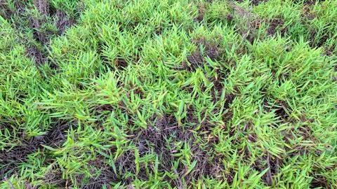 Close Up Texture of Wild Green Grass and Dry Stems Stock Photos