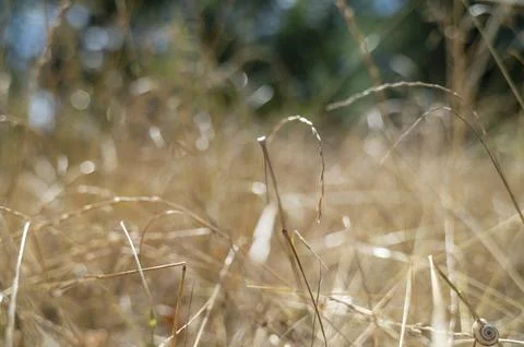Close-up texture of withered vegetation under bright sunlight. Organic pattern. Stock Photos