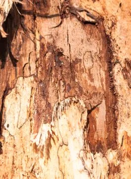 Close up texture of wood bark on tree cut into Stock Photos