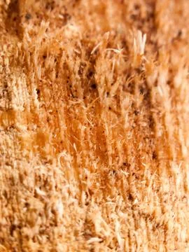 Close up texture of wood surface outside Stock Photos