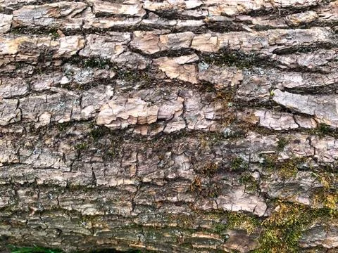 Close up texture of wooden bark of a tree. Stock Photos