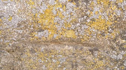 Close-up of the texture of yellow lichen on a stone Stock Photos