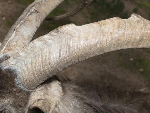 Close-up of textured and ringed mountain goat horns Stock Photos