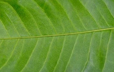 Close Up Textured Background of a Green Leaf Stock Photos