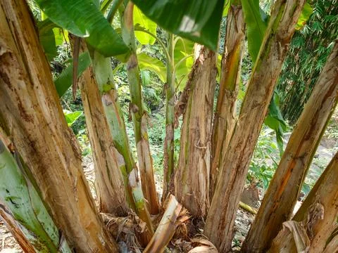 Close up of textured banana tree trunks and stems in a tropical forest Stock Photos