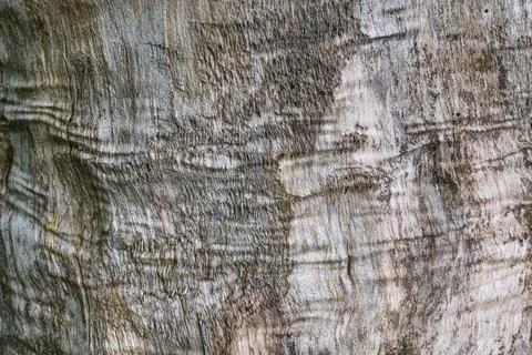 Close-up of textured bark with natural patterns in wood surface Stock Photos