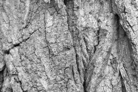 Close-Up Textured Bark Pattern for Nature and Background Design Stock Photos