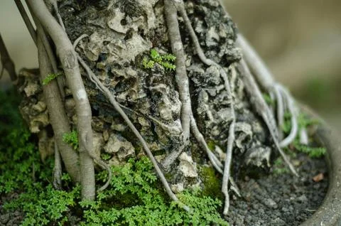 Close Up of Textured Bonsai Tree Trunk with Roots and Small Plants Stock Photos