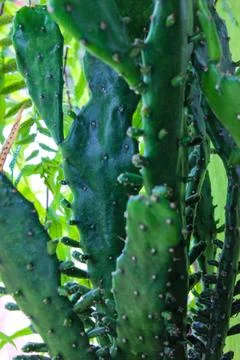 Close-Up of textured cactus Stock Photos
