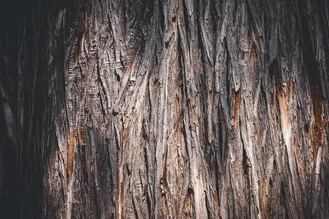 Close-up of textured cedar tree bark with fibrous, vertical patterns in war.. Foto stock