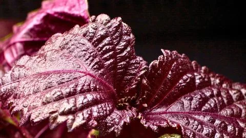 Close up of textured deep red and purple leaves with veins Stock Photos
