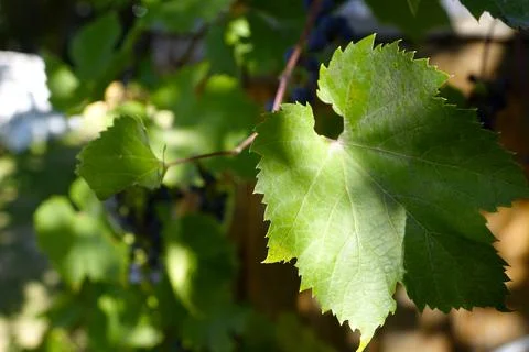 Close-Up Of Textured Grape Leaves Bathed In Afternoon Sunlight Against A Na.. Stock Photos