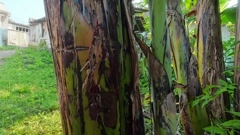 Close-Up of Textured Green and Brown Banana Tree Trunk Stock Footage 337804860