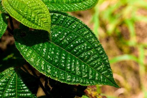 Close-Up of Textured Green Leaf Stock Photos
