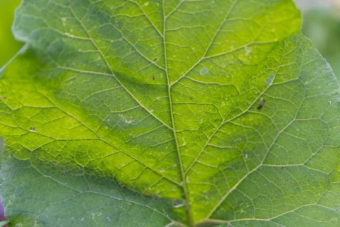 Close-up of a textured green leaf with visible veins and tiny water droplets Foto stock