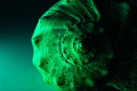 Close Up of Textured Green Shell on Dark Background with Gradient Lighting Fotos Stock