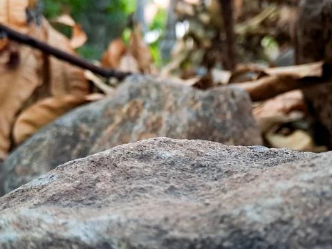 Close up of textured grey rock surface in forest background. 写真素材