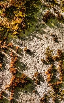 Close-up of textured moss growing on a rough stone surface in natural sunli.. Stock Photos