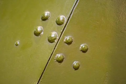Close-up of textured, mossy-like object with varied green dots in a realist.. Stock Photos