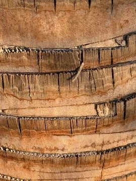 Close-up of textured palm tree bark showcasing earthy tones, suitable for n.. Stock Photos