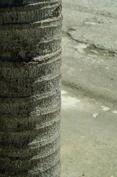 Close Up of Textured Palm Tree Trunk Outdoors 스톡 사진