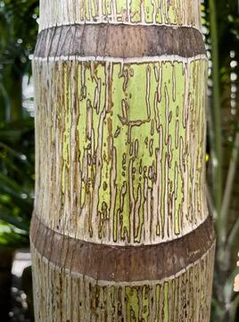 Close-up of the textured pattern of a palm tree trunk stem Stock Photos