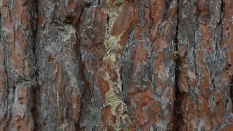 Close-up of textured pine tree bark showcasing natural patterns and earthy tones Stock Footage 347216542