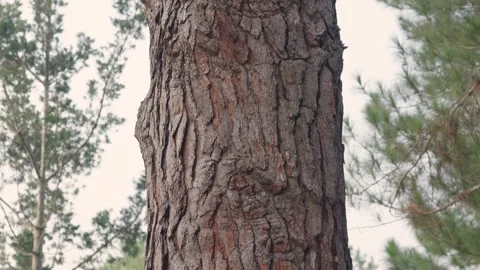 Close Up of Textured Pine Tree Bark in Forest Stock Footage 347245349