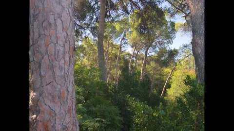 Close-up of a textured pine tree trunk with lush green woodland Stock Footage 344299995