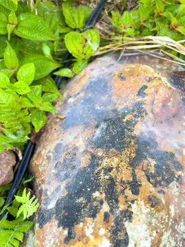 Close-up of Textured Rock with Greenery Stock Photos