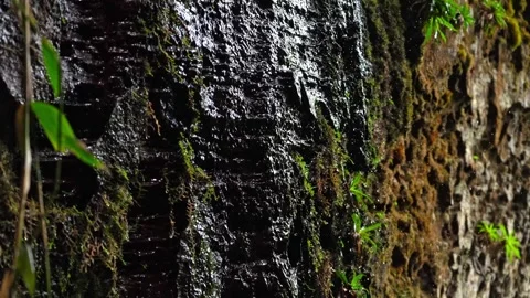 Close-Up of Textured Rock with Lush Greenery in Guaviare, Colombia Video stock 336521264