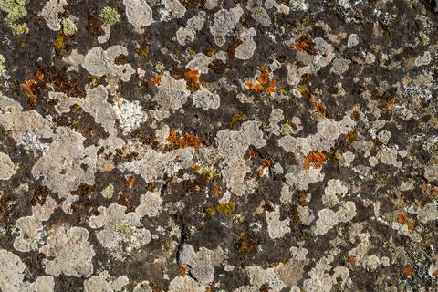 Close-up of Textured Rock Surface with Lichen Foto stock