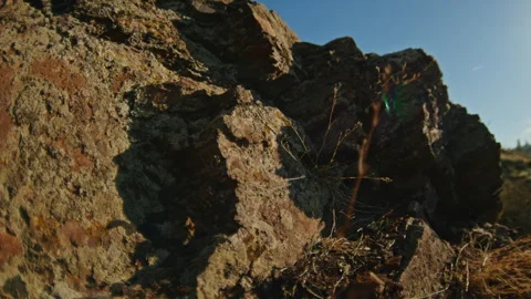 Close-up of textured rocky surface with dry vegetation in a natural outdoor Stock Footage 297463795